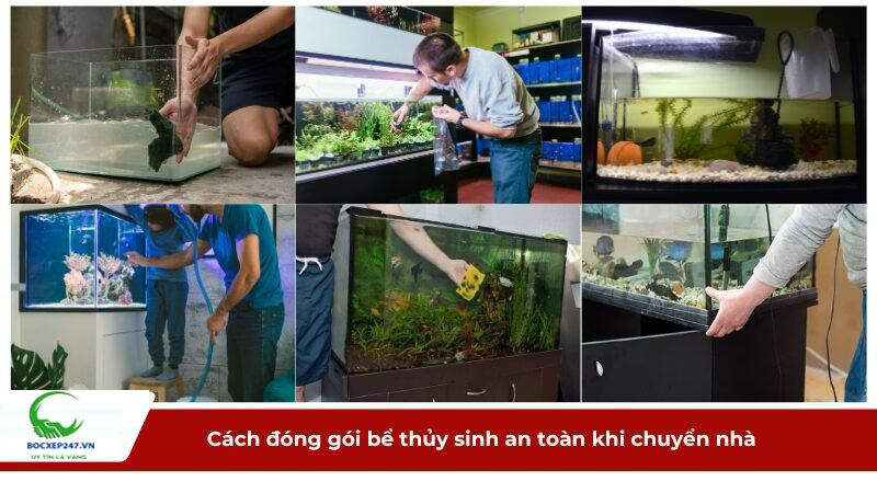 Cách đóng gói bể thủy sinh an toàn khi chuyển nhà