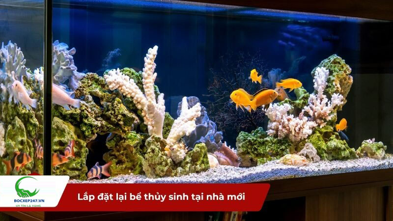 Lắp đặt lại bể thủy sinh tại nhà mới