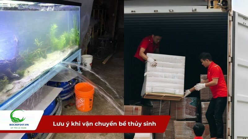 Lưu ý khi vận chuyển bể thủy sinh