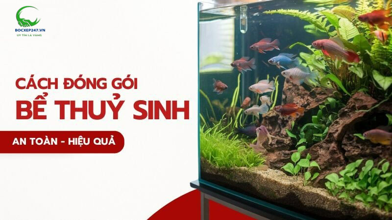 cách đóng gói bể thủy sinh
