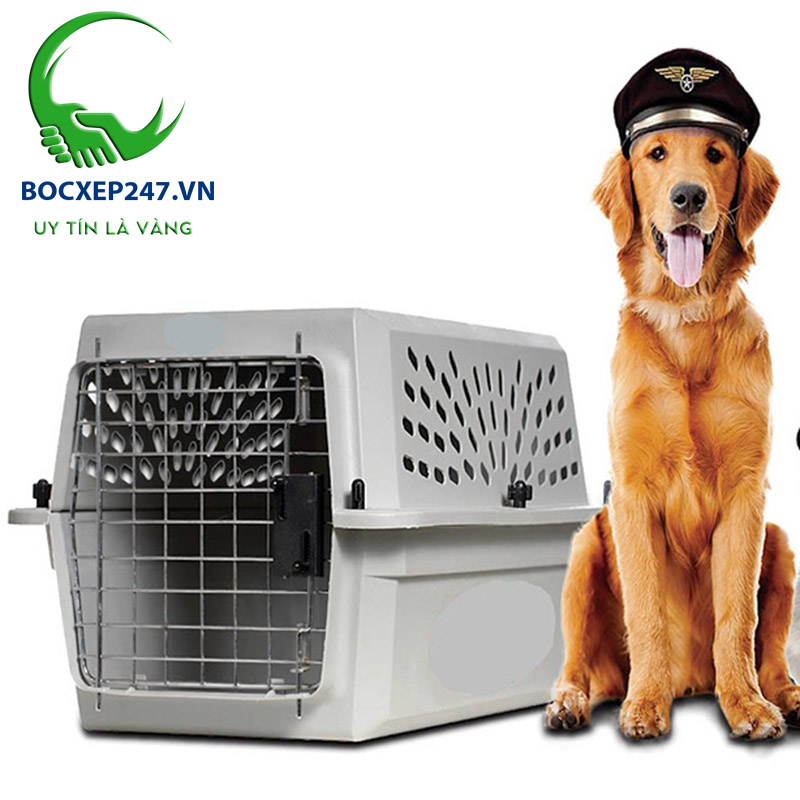 [Chia sẻ] Kinh nghiệm vận chuyển thú cưng đi xa an toàn