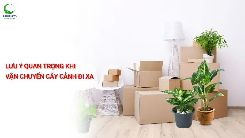 Lưu ý quan trọng khi vận chuyển cây cảnh đi xa